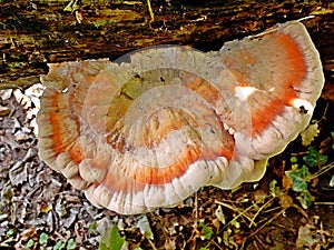 Photography of Laetiporus sulphureus speciesÃÂ ofÃÂ bracket fungus,ÃÂ fungi that grow on trees photo